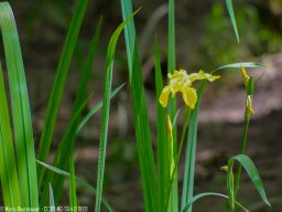 IMGP0380